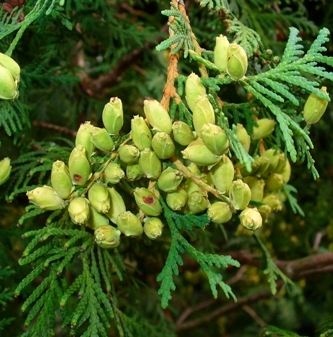 Cedar Leaf Thuja Essential Oil 3